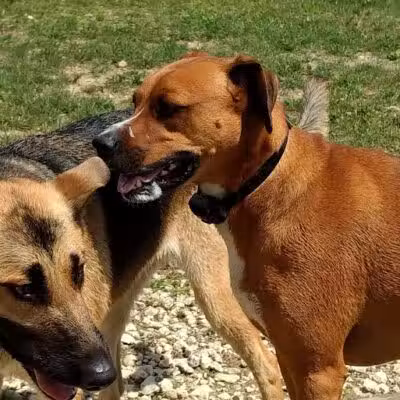 West Branch Dog Park - Ravenna,
