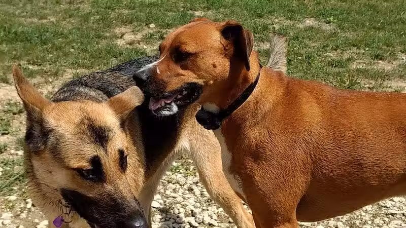 West Branch Dog Park - Ravenna,