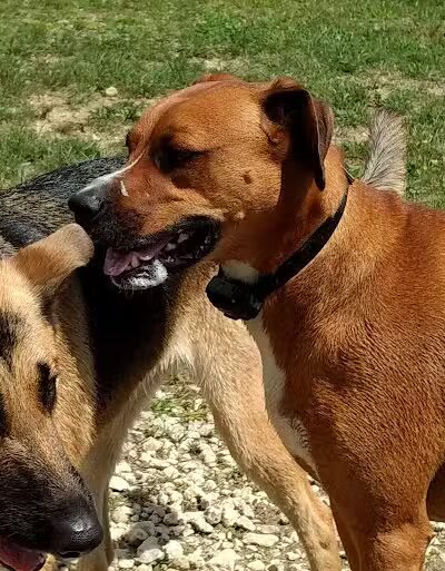 West Branch Dog Park - Ravenna,