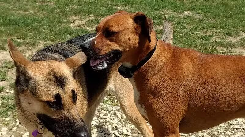 West Branch Dog Park - Ravenna,