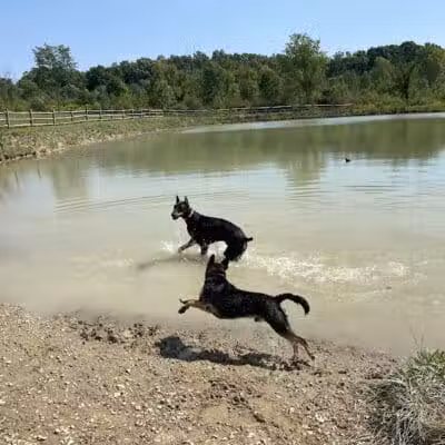 West Branch Dog Park - Ravenna,
