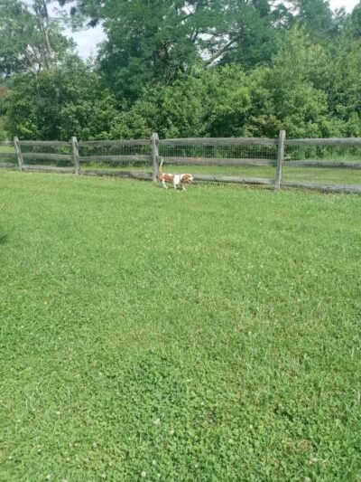 West Branch Dog Park - Ravenna,