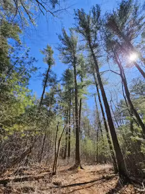 Raynham State Forest - Raynham, MA
