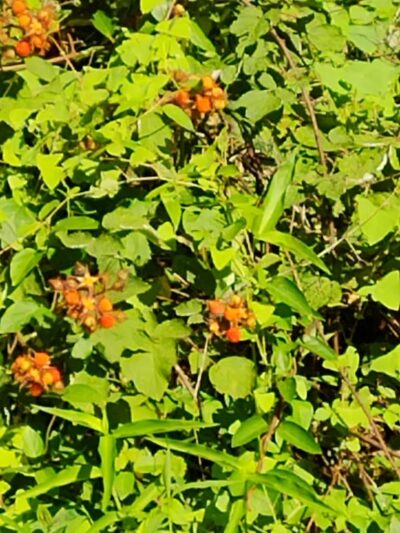Berks Nature Angelica Creek Park - Reading, PA