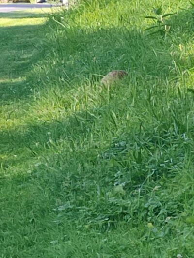 Berks Nature Angelica Creek Park - Reading, PA