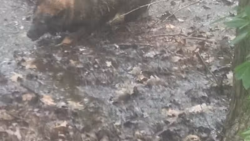 Reading Town Forest - Reading, MA