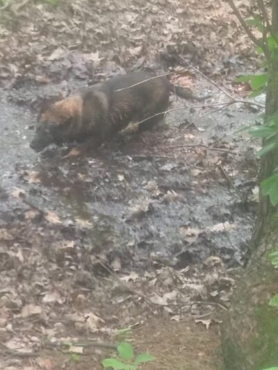 Reading Town Forest - Reading, MA