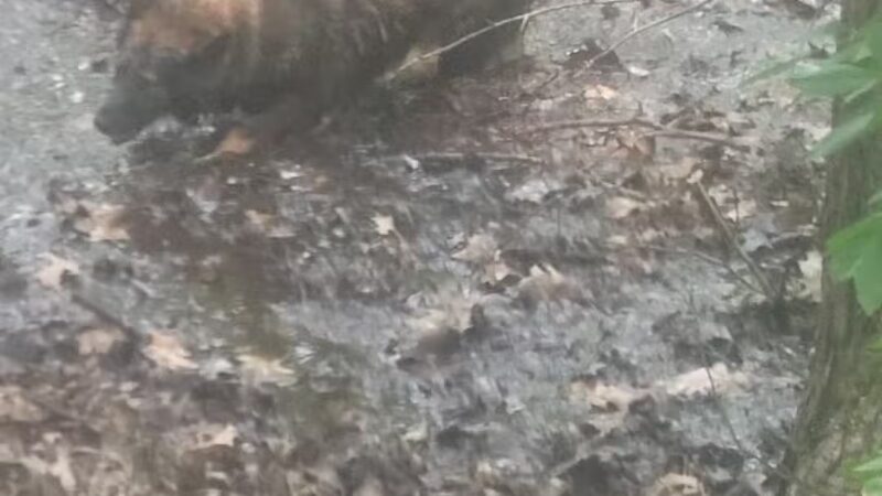 Reading Town Forest - Reading, MA