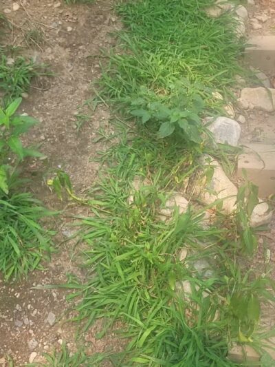 Reading Town Forest - Reading, MA