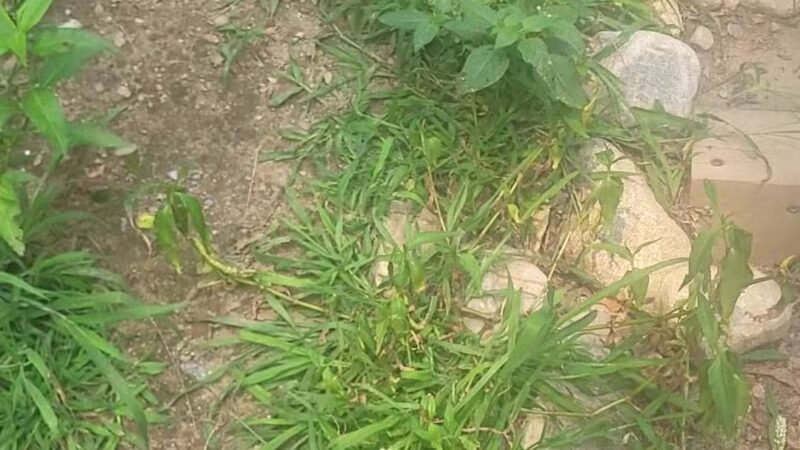 Reading Town Forest - Reading, MA