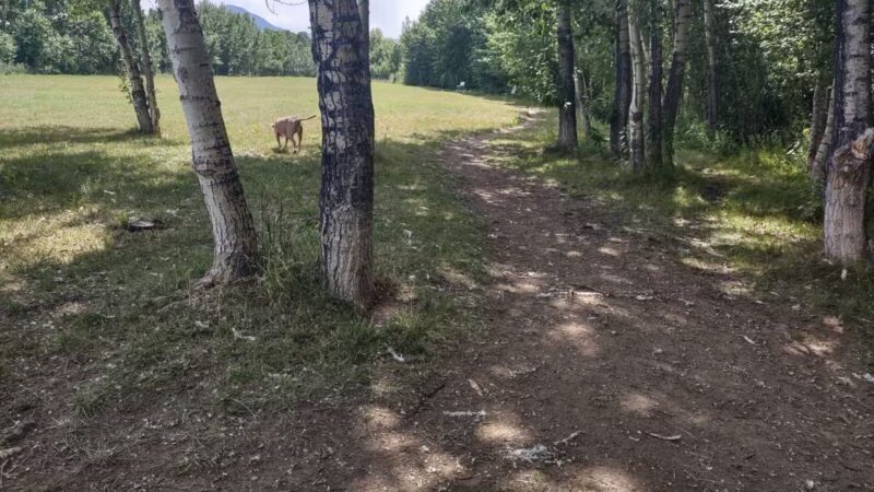 Double Ditch Dog Park - Red Lodge, MT