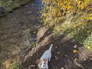 Double Ditch Dog Park - Red Lodge, MT