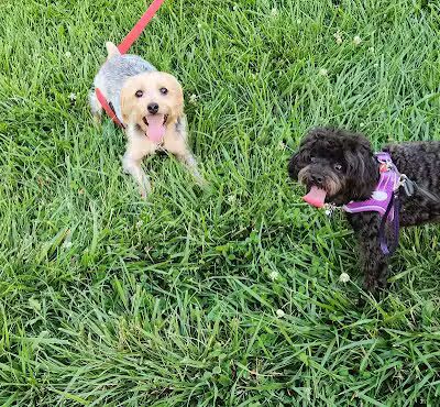 Claude Allison Park - Redford Township,