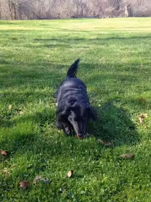 Bell Creek County Park - Redford Township,