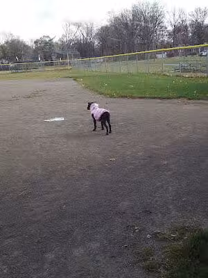 Claude Allison Park - Redford Township,