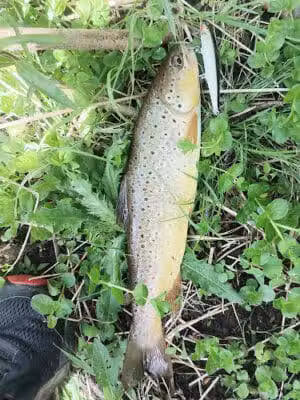 Westerburg Park - Reed City,