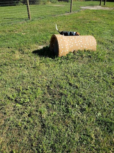 Rensselaer Dog Park - Rensselaer, IN