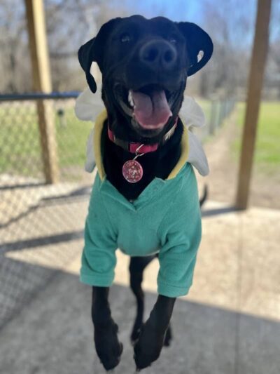 Rensselaer Dog Park - Rensselaer, IN