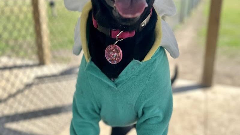 Rensselaer Dog Park - Rensselaer, IN