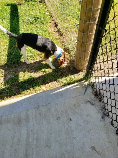 Rensselaer Dog Park - Rensselaer, IN