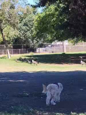 Reseda Park Lake - Reseda, CA