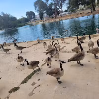 Reseda Park Lake - Reseda, CA