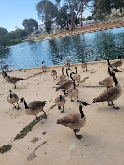 Reseda Park Lake - Reseda, CA