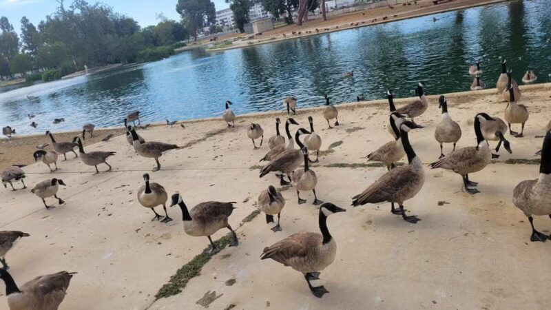 Reseda Park Lake - Reseda, CA
