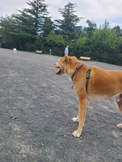 Baron Cameron Park - Reston, VA