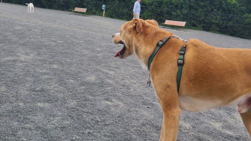 Baron Cameron Park - Reston, VA