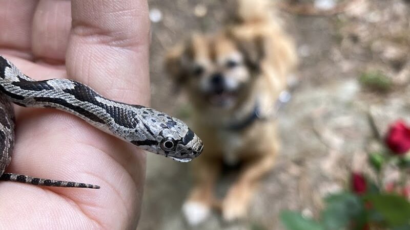 Richburg Park - Richburg, SC