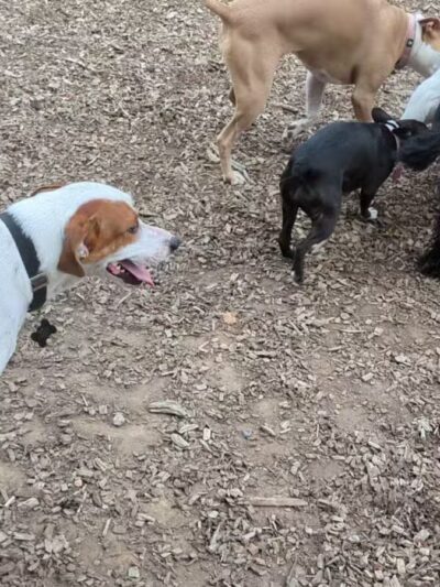 Barker Field - Richmond, VA