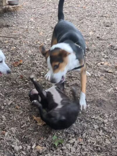 Barker Field - Richmond, VA