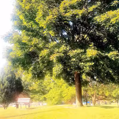 Beebe Street Park - Richmond,