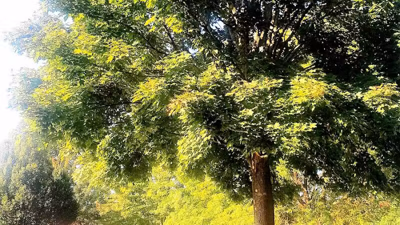 Beebe Street Park - Richmond,