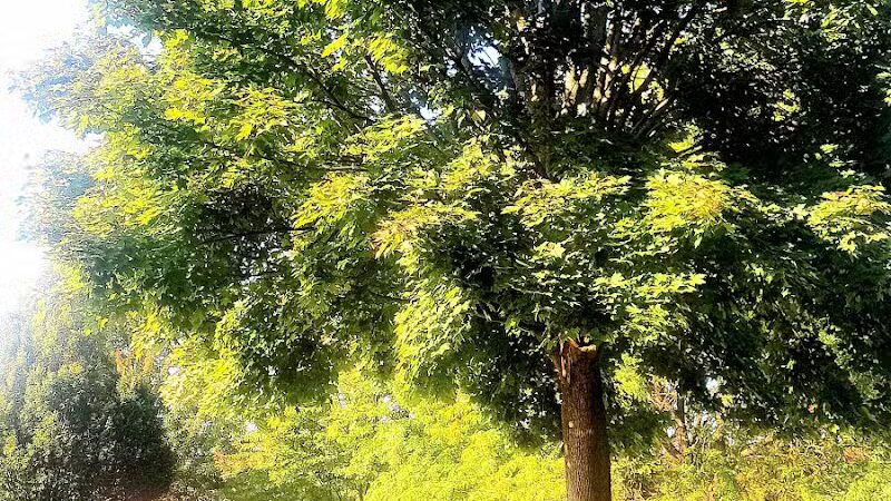 Beebe Street Park - Richmond,