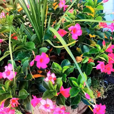 Beebe Street Park - Richmond,