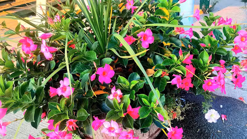 Beebe Street Park - Richmond,