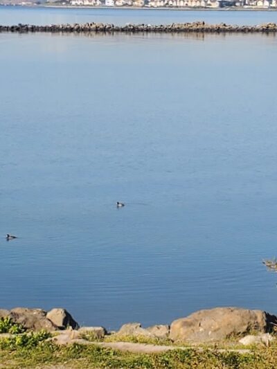 Point Isabel Dog Park - Richmond, CA