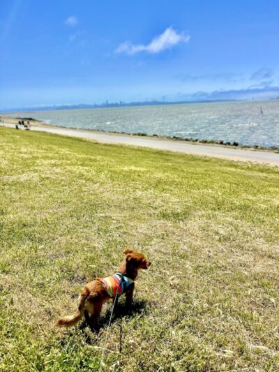 Point Isabel Dog Park - Richmond, CA