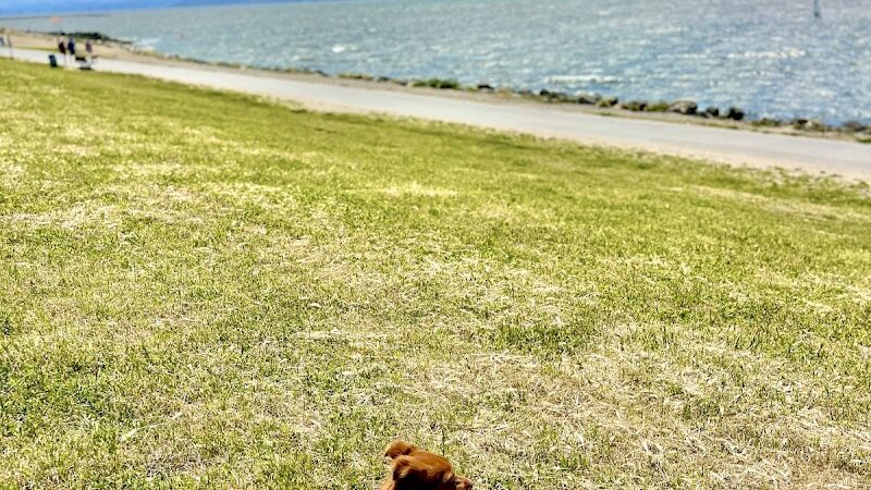 Point Isabel Dog Park - Richmond, CA