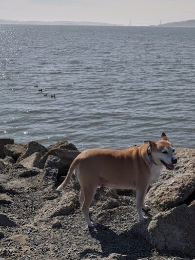 Point Isabel Dog Park - Richmond, CA