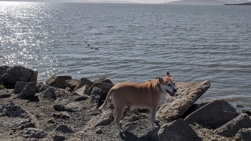 Point Isabel Dog Park - Richmond, CA