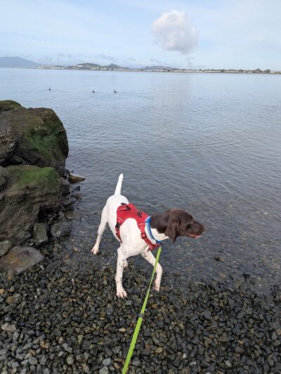 Point Isabel Dog Park - Richmond, CA