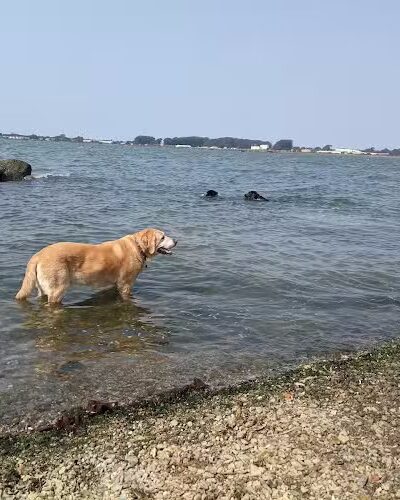 Point Isabel Dog Park - Richmond, CA
