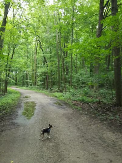 Columbus County Park Sledding Hill - Richmond,