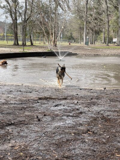Bryan County Bark Park - Richmond Hill, GA