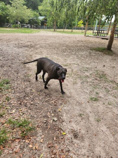 Bryan County Bark Park - Richmond Hill, GA