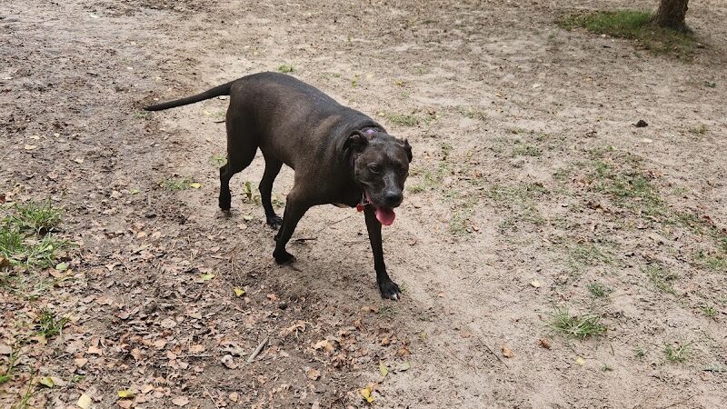 Bryan County Bark Park - Richmond Hill, GA