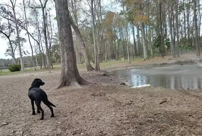 Bryan County Bark Park - Richmond Hill, GA